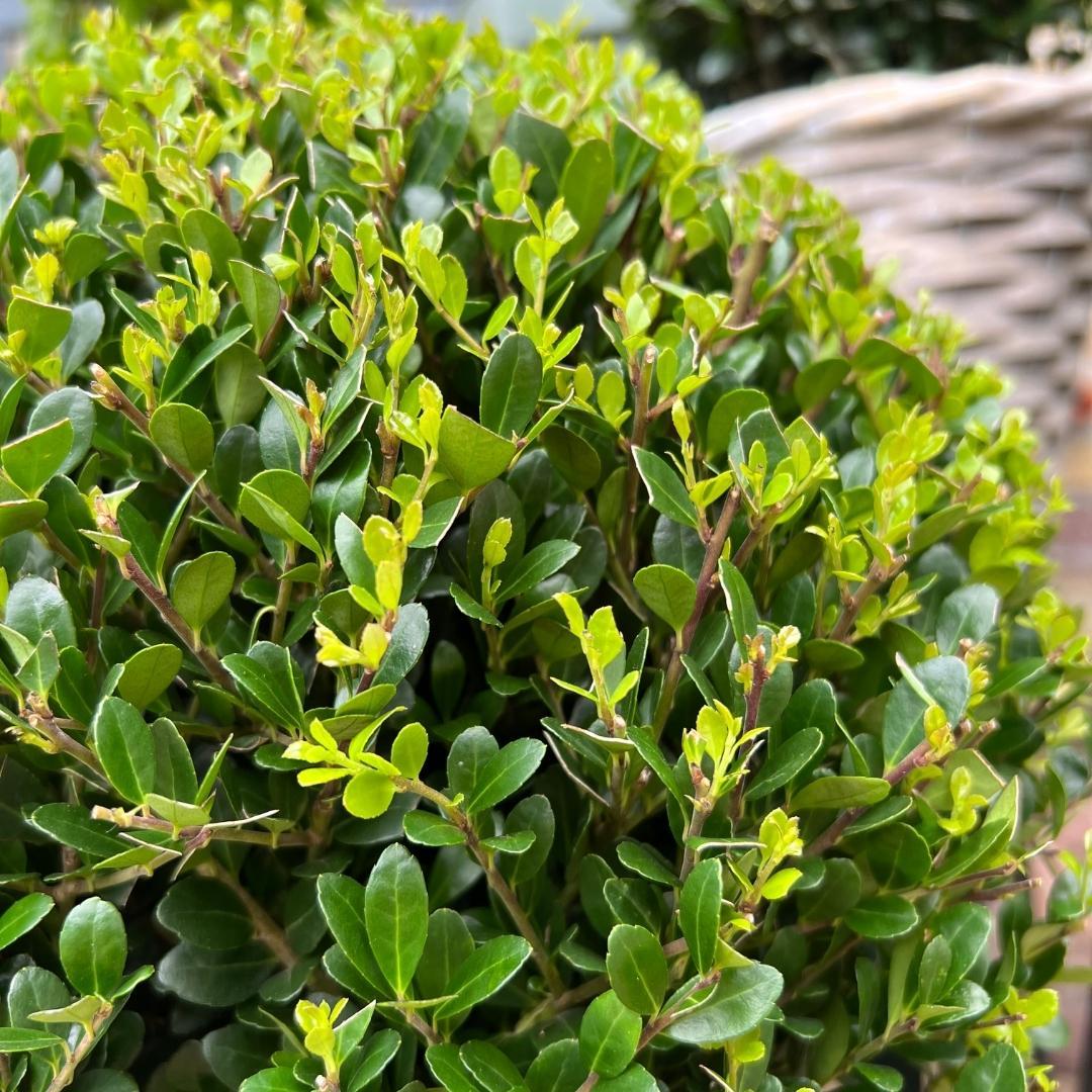 Set van 2 Ilex crenata ‘Jenny’ bollen – donkergroen, compact, wintergroen buxusalternatief