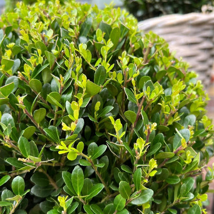 Set van 2 Ilex crenata ‘Jenny’ bollen – donkergroen, compact, wintergroen buxusalternatief