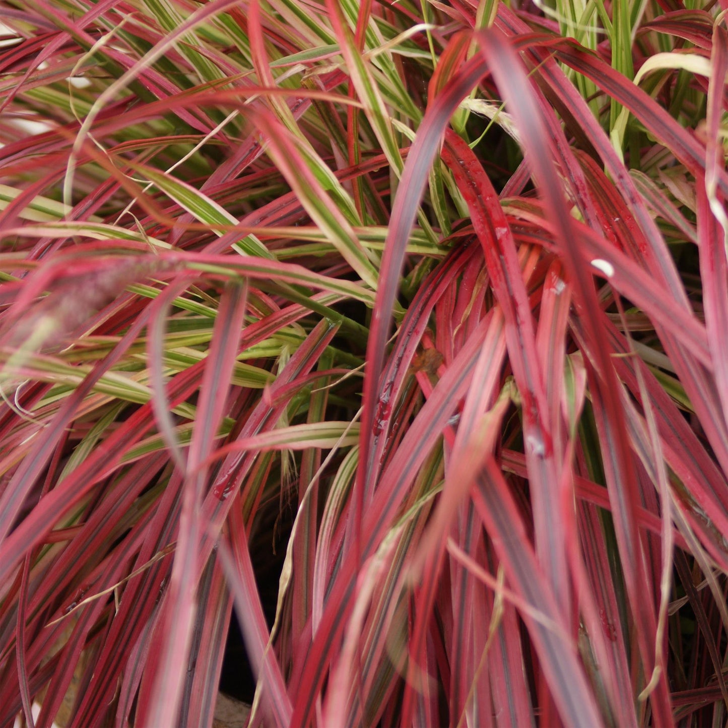 Uncinia rubra Everflame, rode grasplant in tuinborder