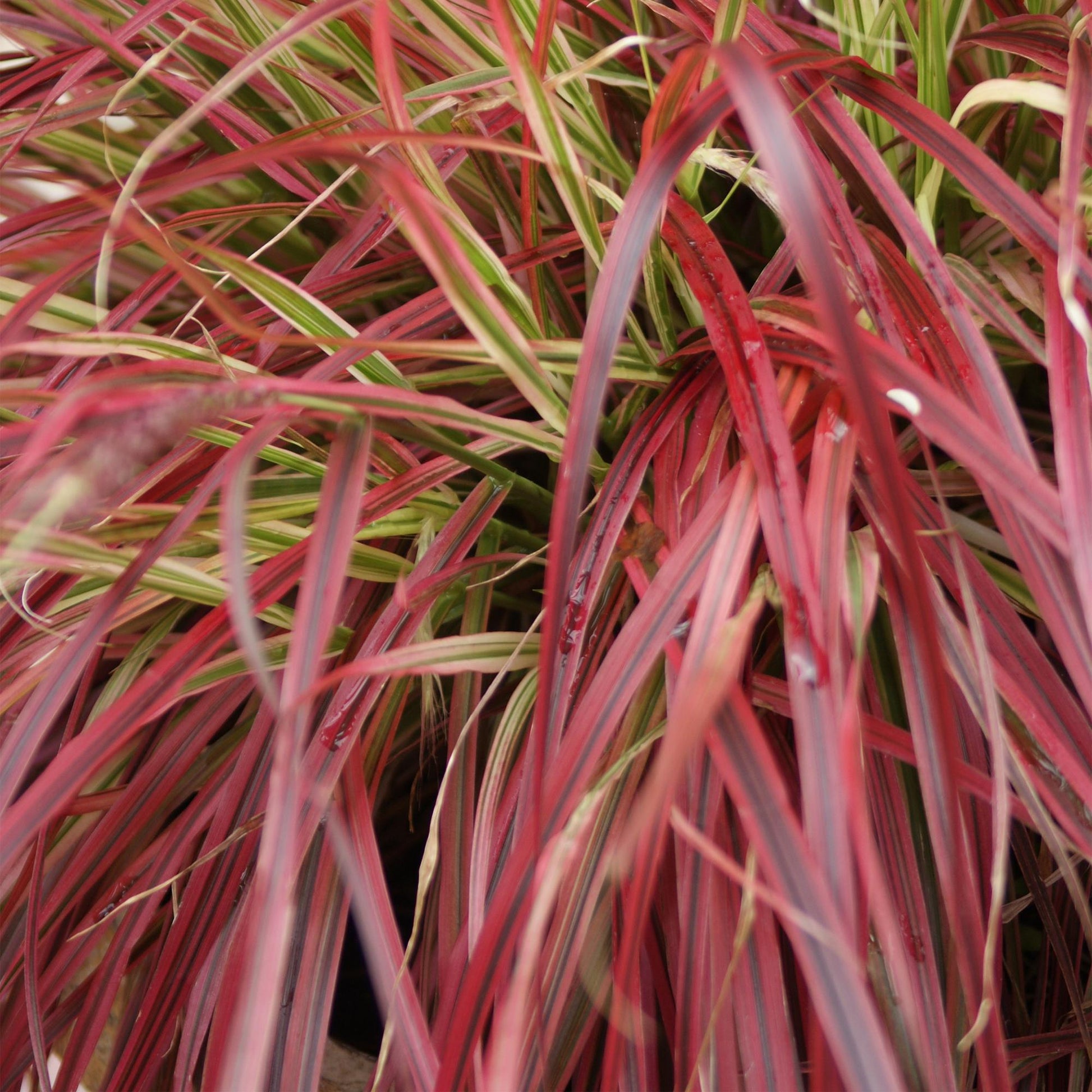 Uncinia rubra Everflame, rode grasplant in tuinborder