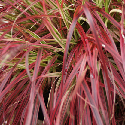 Uncinia rubra Everflame, rode grasplant in tuinborder