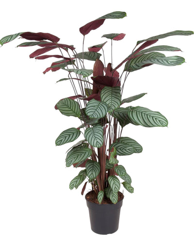 Calathea oppenheimiana | Kamerplant