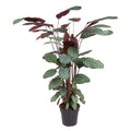 Calathea oppenheimiana | Houseplant