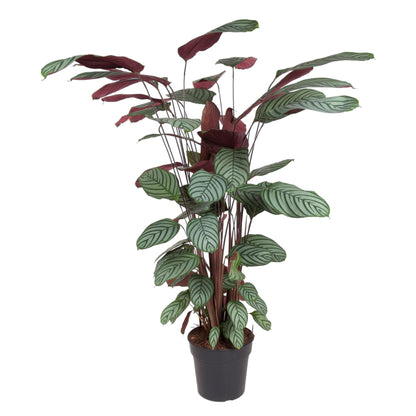 Calathea oppenheimiana | Kamerplant