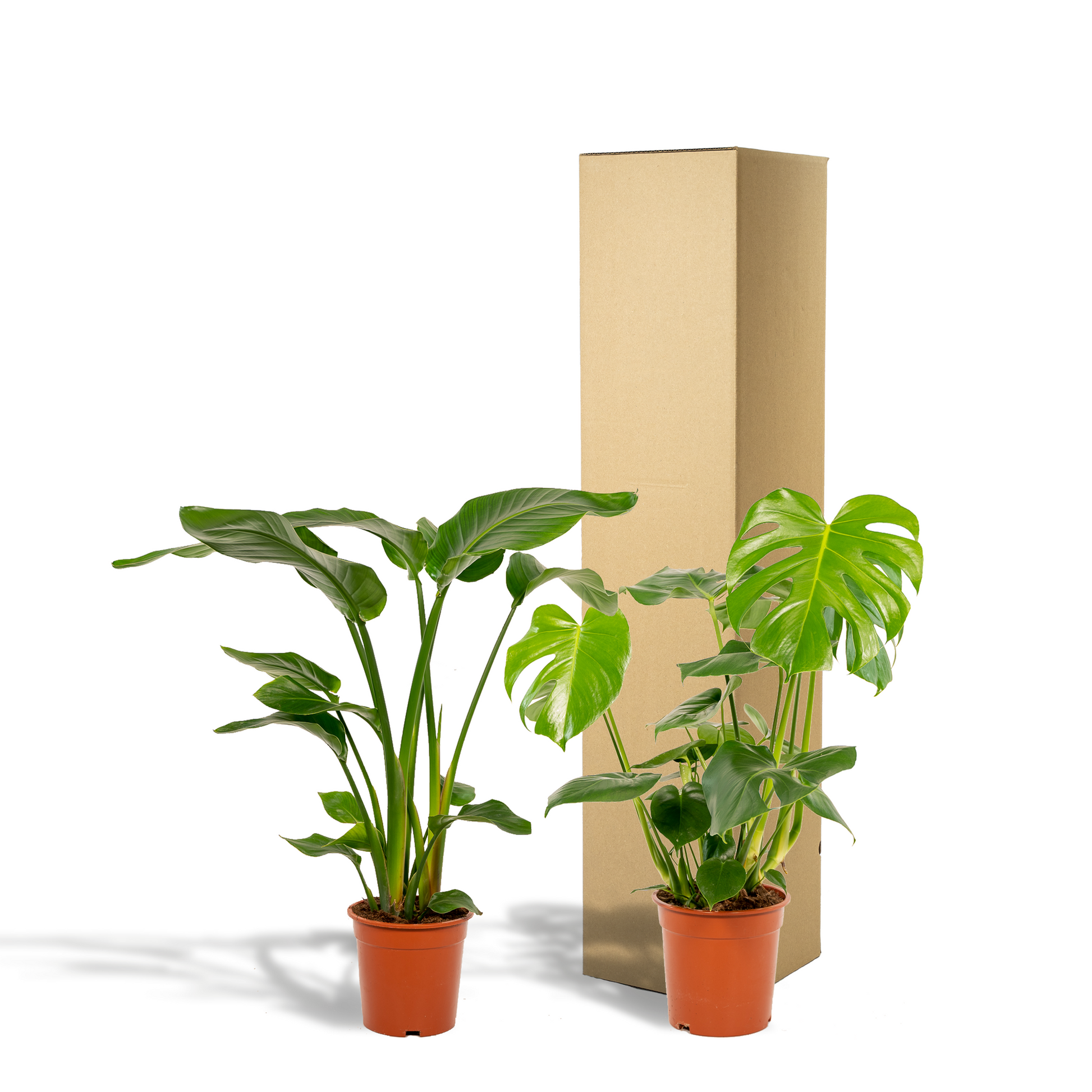 "Tropische kamerplantenmix met Strelitzia Nicolai en Monstera Deliciosa – Ø19/21 cm pot – Hoogte 75–85 cm – groene blikvangers in moderne interieurs" Verpak in duurzame doos.
