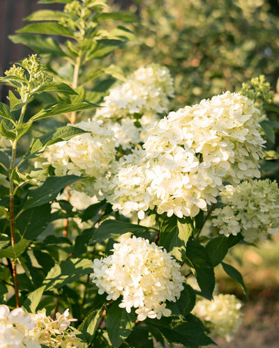 3 x Tuinplant | Hydrangea panniculata Limelight | Pluimhortensia | Lime Groen