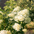 3 x Tuinplant | Hydrangea panniculata Limelight | Pluimhortensia | Lime Groen