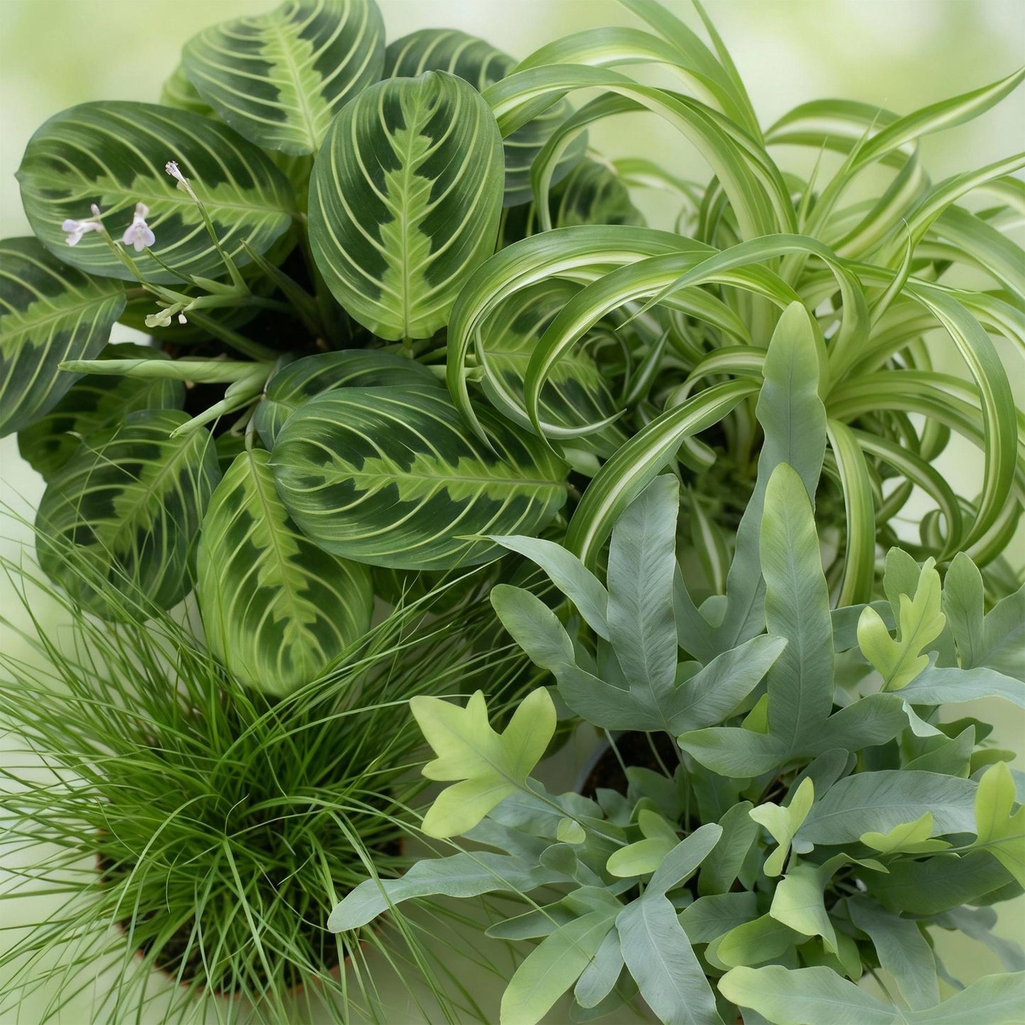 Huisdiervriendelijke kamerplantenmix met groen blad in witte pot