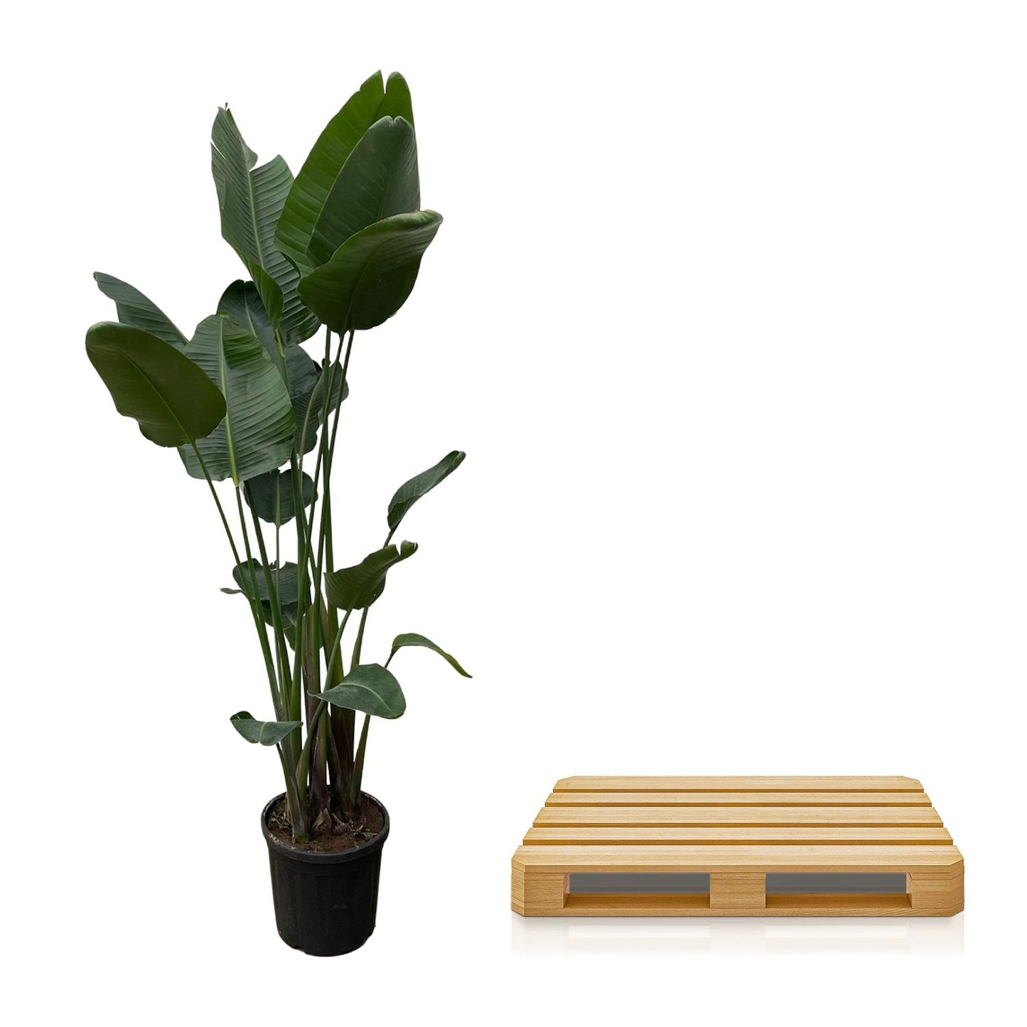 Strelitzia Nicolai XXL | Grote Kamerplant