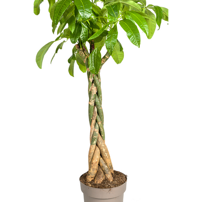 Pachira Aquatica | Kamerplant | Waterpalm
