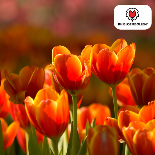 20 stuks Dafeng tulpenbollen, maat 11/12, vers van de teler

