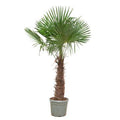Trachycarpus Fortunei - 240- 270 cm - Ø55cm Buiten Palm 