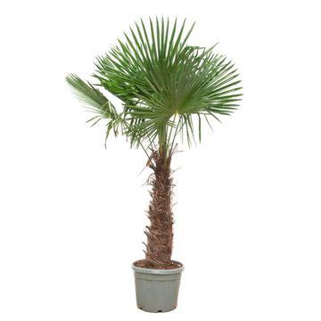 Trachycarpus Fortunei - 240- 270 cm - Ø55cm Buiten Palm 