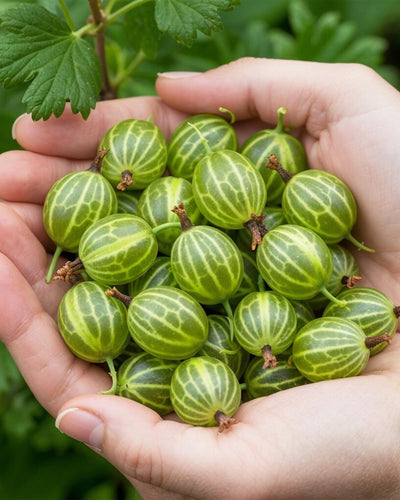 6 x Fruitplanten | Kruisbes | Ribes uva-crispa Hinnonmaki Grun | Winterhard