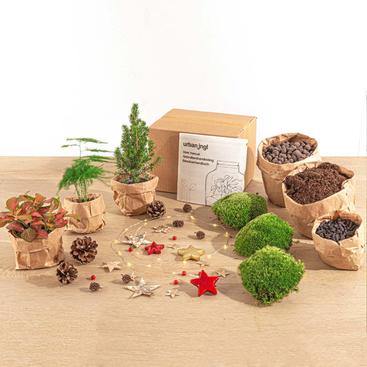DIY kerst terrarium pakket met mini-kerstboom en drie planten