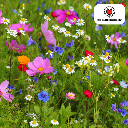 Wilde Bloemenzaad Mengsel - Goed voor Bijen & Vlinders – ±30–50 m² – Kleurrijke Biodiversiteit