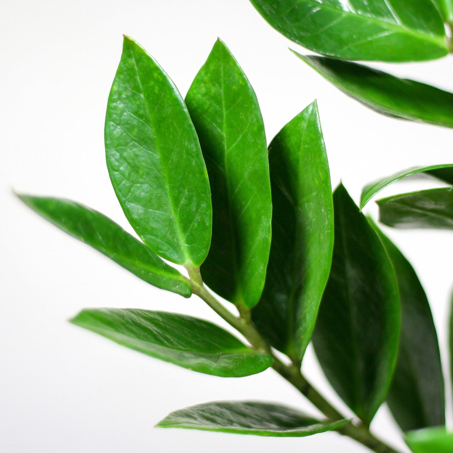 Zamioculcas Zamiifolia combi deal Kamerplant | ZZ Plant