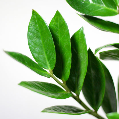 Zamioculcas Zamiifolia combi deal Kamerplant | ZZ Plant