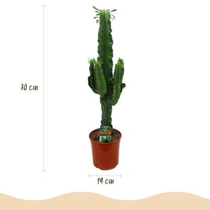 2 x Houseplant | Euphorbia eritrea - African milk tree
