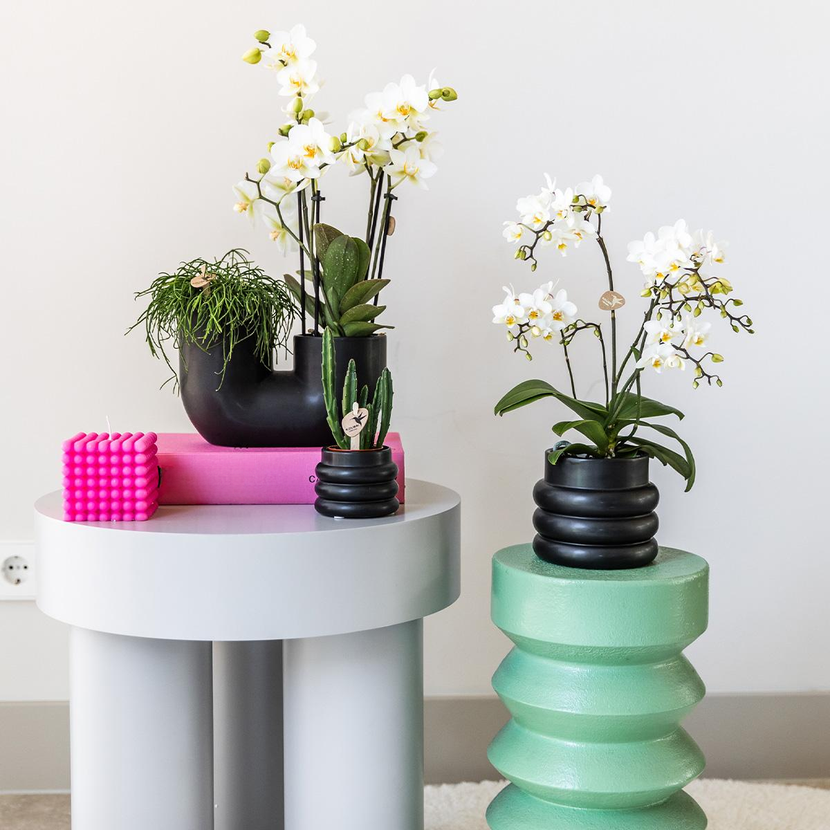 Witte Phalaenopsis Orchidee ‘Lausanne’ + Bubble Pot Black – Pot Ø9 cm | Bloeiende Kamerplant – Vers van de Kweker