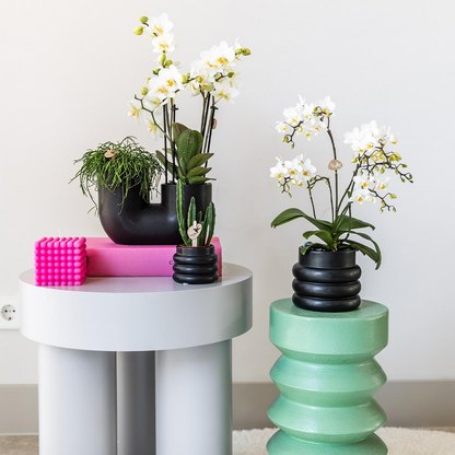 Witte Phalaenopsis Orchidee ‘Lausanne’ + Bubble Pot Black – Pot Ø9 cm | Bloeiende Kamerplant – Vers van de Kweker