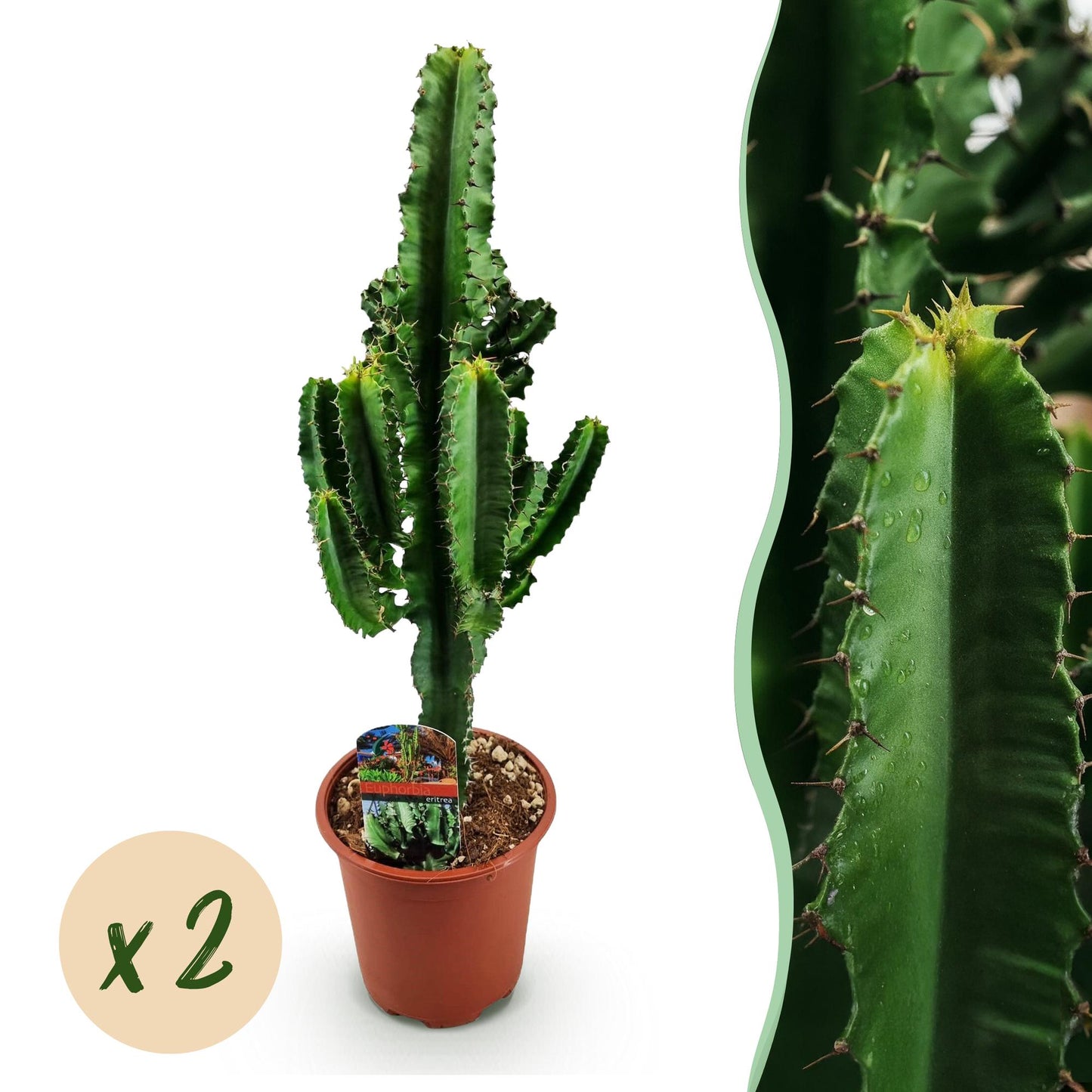 2 x Euphorbia eritrea Kamerplant | Afrikaanse melkboom | Cactus