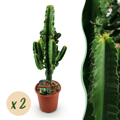 2 x Euphorbia eritrea Kamerplant | Afrikaanse melkboom | Cactus