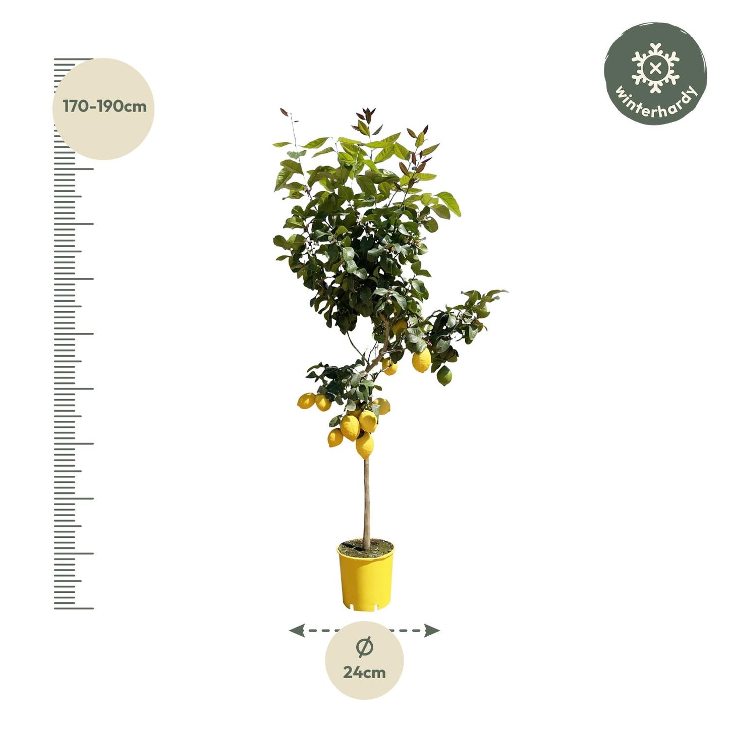 Citrus Lemon Boom – Citroenboom voor Binnen & Buiten – Geurende Bloemen ; Verse Vruchten