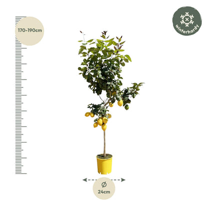 Citrus Lemon Boom – Citroenboom voor Binnen & Buiten – Geurende Bloemen ; Verse Vruchten