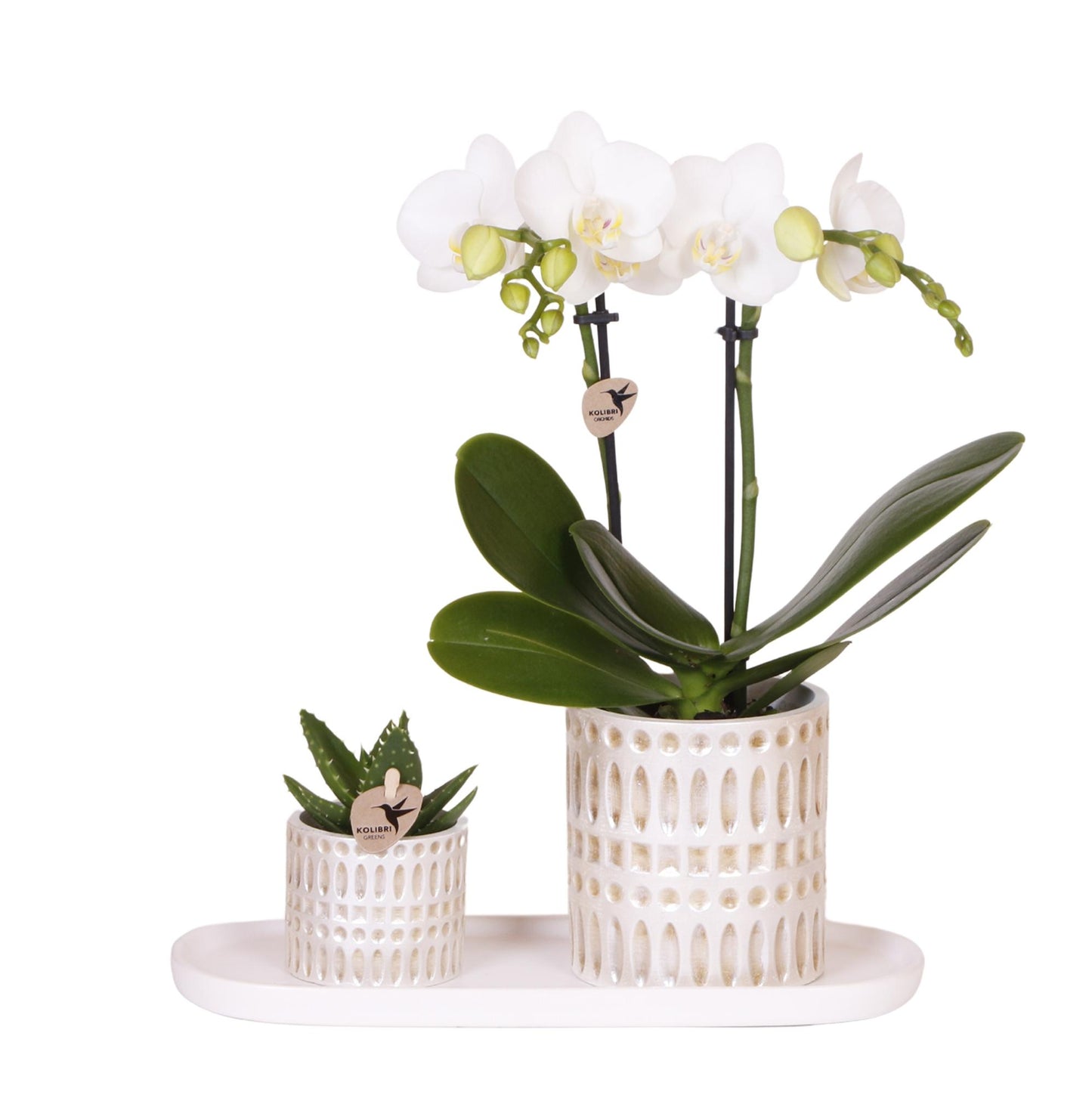 Plantenset Le Chic – witte Phalaenopsis Orchidee en groene succulent in mozaïek sierpotten op crème organisch dienblad, luxe plantenset voor in huis