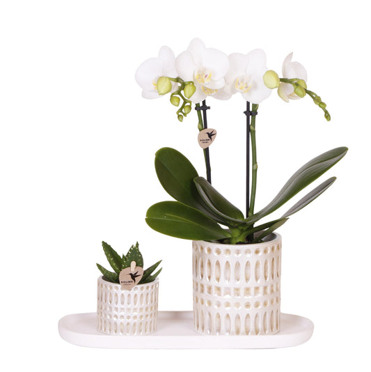 Plantenset Le Chic – witte Phalaenopsis Orchidee en groene succulent in mozaïek sierpotten op crème organisch dienblad, luxe plantenset voor in huis