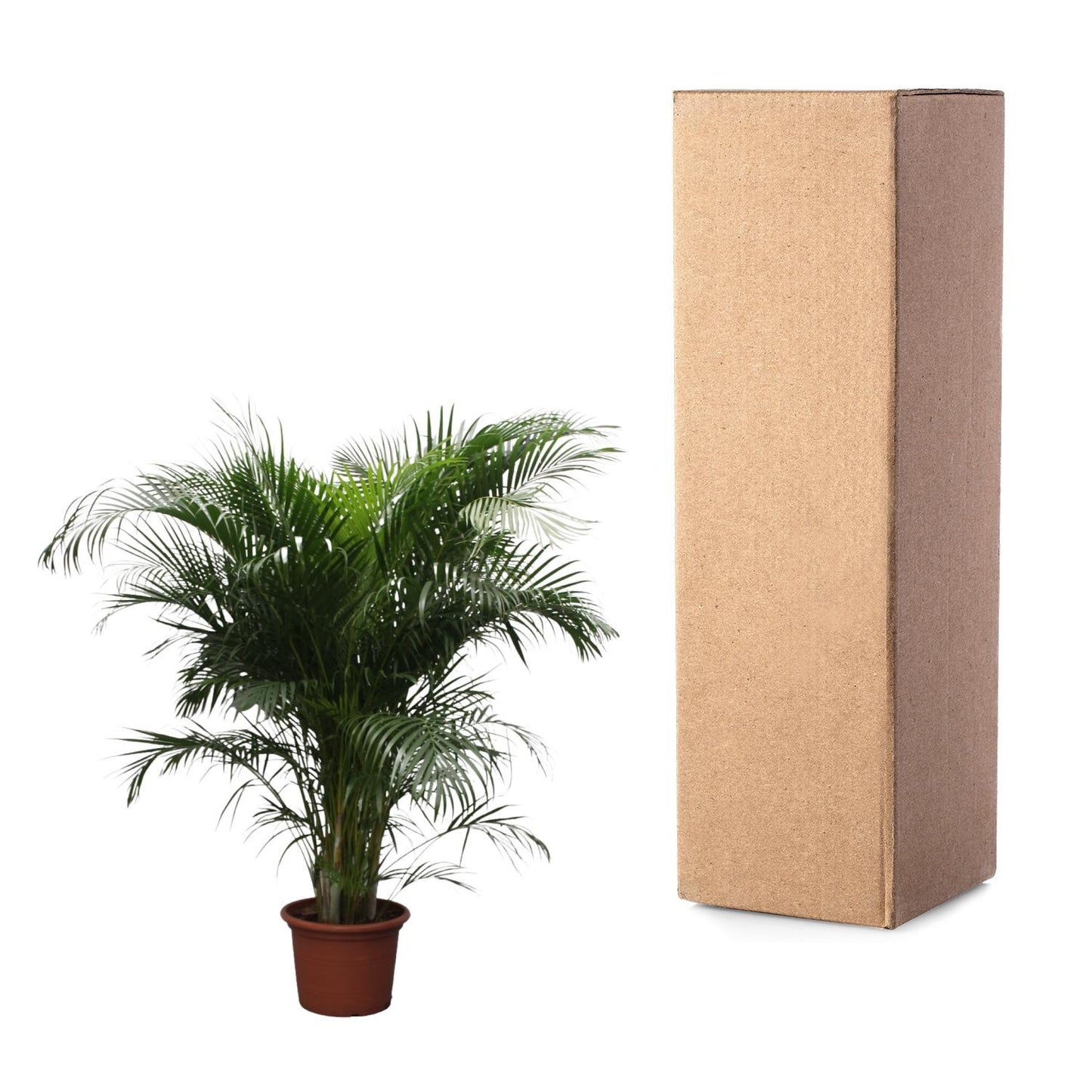 Dypsis Lutescens (Areca Palm) | Mega Kamerplant