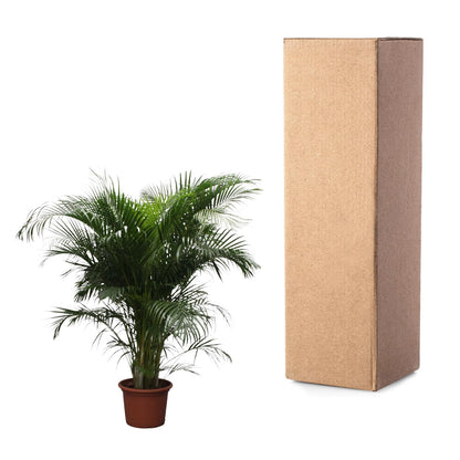Dypsis Lutescens (Areca Palm) | Mega Kamerplant