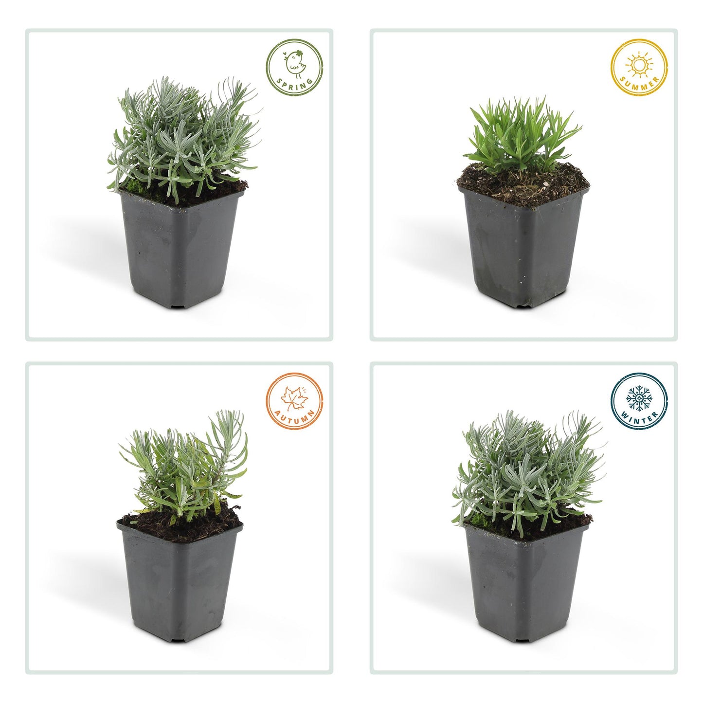 Lavandula angustifolia Hidcote – lavendelplant met paarse bloemen – potmaat 9 cm