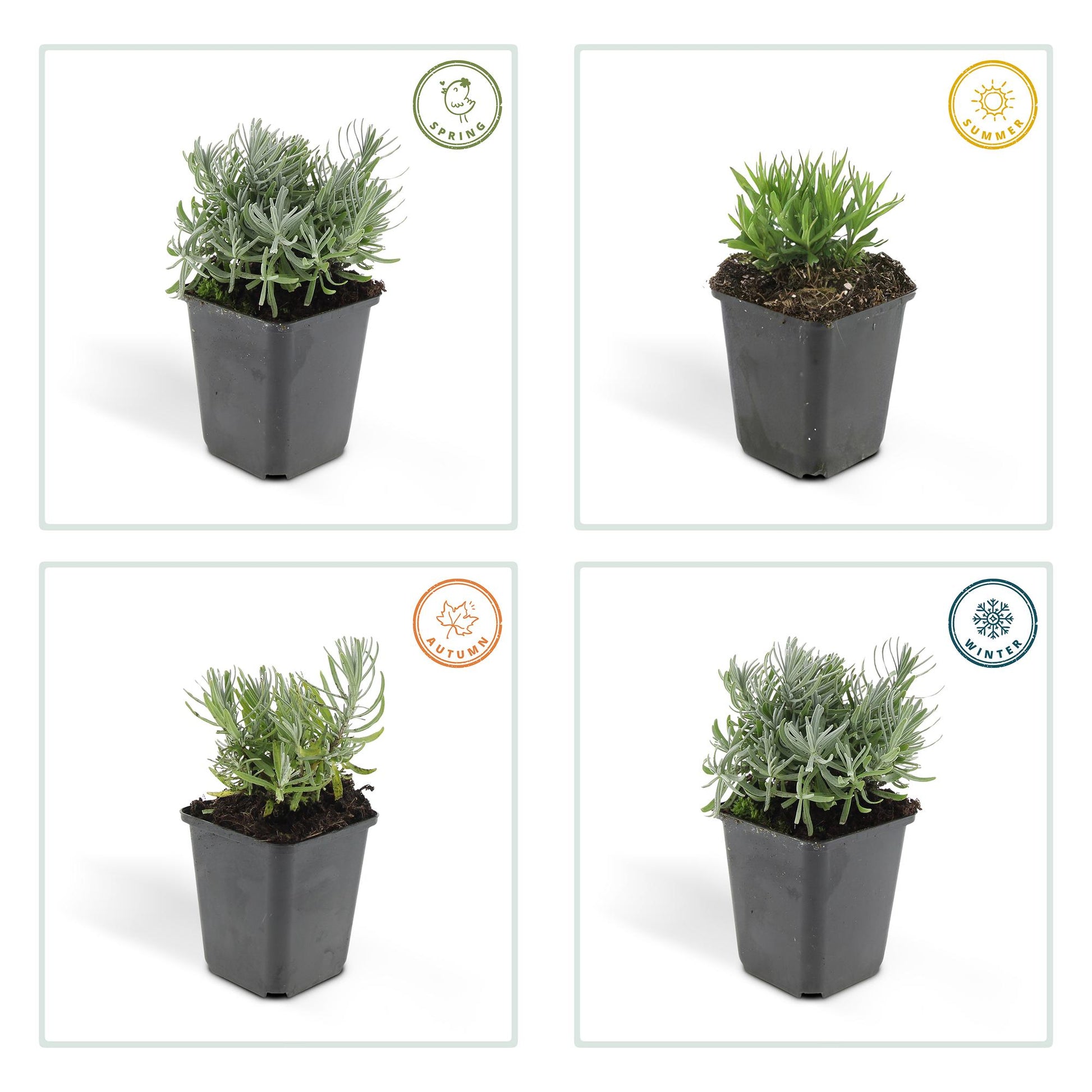 Lavandula angustifolia Hidcote – lavendelplant met paarse bloemen – potmaat 9 cm