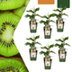 6 x Biologische kiwiplanten | Bio Fruit