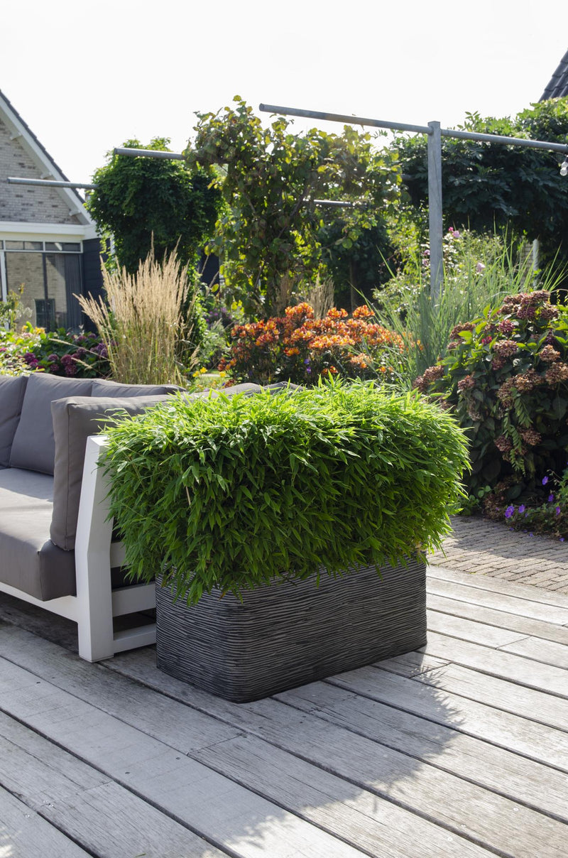 Fargesia 'Moontears' Boobux Buitenplant | Bamboe - Planttoday