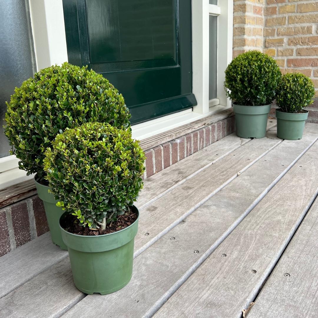 Set van 2 Ilex crenata ‘Jenny’ bollen – donkergroen, compact, wintergroen buxusalternatief