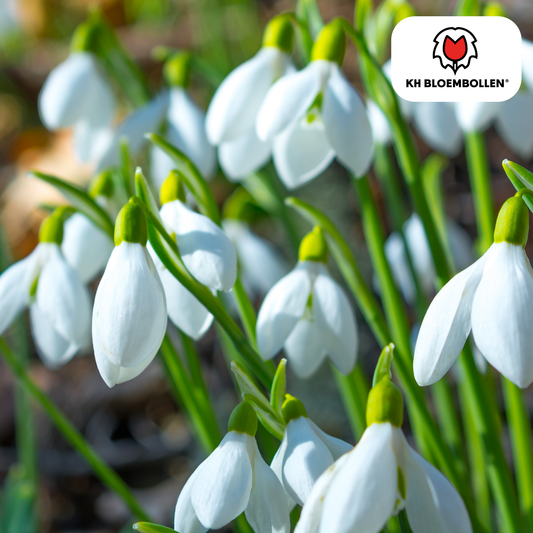 Sneeuwklokjes (Galanthus nivalis) – 30 bloembollen – vroege voorjaarsbloeiers, winterhard en bijvriendelijk