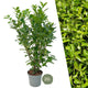 20 x Large Cherry Laurel Rotundifolia for a 10-meter hedge | Shrubs