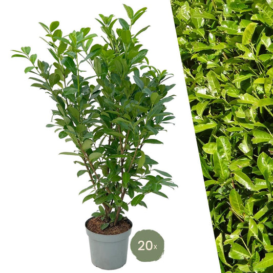 Laurierkers ‘Rotundifolia’ – set van 20 haagplanten (125–150 cm) in 15L potten, dichte wintergroene haag voor 10 meter tuinafscheiding.