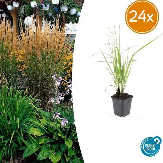 Calamagrostis acutiflora Karl Foerster – siergras met opgaande groei en bloempluimen – potmaat 9 cm"