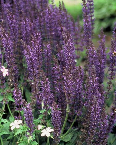 Salvia nem. 'Mainacht'