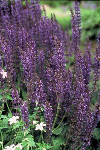 Salvia nem. 'Mainacht'