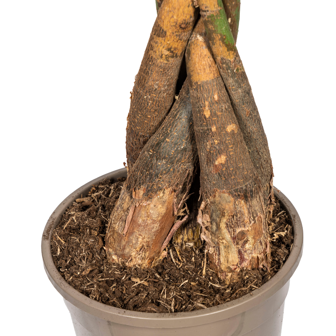 Pachira Aquatica met mand | XL Kamerplant | watercacao