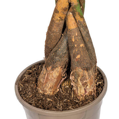 Pachira Aquatica met mand | XL Kamerplant | watercacao