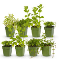8 x Border Package Outdoor Plant | Tea Herbs