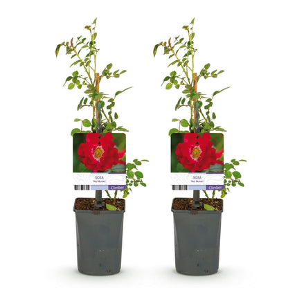 2 x Climbing Rose | Rosa Red Queen | Red Flower | Low Maintenance