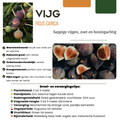 Biologische vijgenboom buitenplant met eetbare vruchten voor tuin of terras.