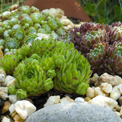 Sempervivum Mix

Sempervivum kopen

Huislook planten

Bodembedekker winterhard